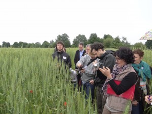visite des populations de blé crédit photo Élise Blanchet